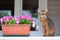 Abyssinian cat in collar, sitting on a terrace with flowers . High quality advertising stock photo. Pets walking in the summer