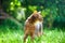 Abyssinian cat in collar, walking in juicy green grass. High quality advertising stock photo. Pets walking in the summer