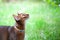 Abyssinian cat in collar, walking in juicy green grass, look up. Pets walking in the summer, space for text