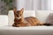 Abyssinian cat in cozy room