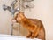 Abyssinian cat drinks water