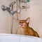 Abyssinian cat drinks water