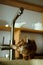 Abyssinian cat drinks water from the tap