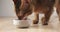 Abyssinian cat eating meat from bowl on table