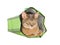 Abyssinian cat in green bag