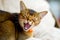 Abyssinian cat hisses at the camera, exposing and showing fangs