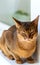 Abyssinian cat is at home. Beautiful purebred short-haired young cat lies on windowsill on balcony, slumbers. Close up, selective