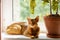 Abyssinian cat is at home. Beautiful purebred short-haired young cat lies on windowsill in sun next to potted plant. Selective