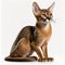 abyssinian cat isolated on white background