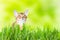 Abyssinian cat or kitten on sunny green grass