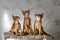 Abyssinian cat, kittens playing, beautiful and funny