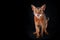 Abyssinian cat licking, looking into the camera, studio portrait on black, space for text