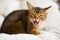 Abyssinian cat looks at the camera and opens its mouth menacingly