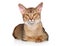 Abyssinian cat lying on a white background.