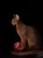 Abyssinian cat in the Photo Studio