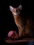 Abyssinian cat in the Photo Studio