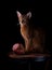 Abyssinian cat in the Photo Studio