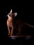 Abyssinian cat in the Photo Studio