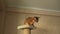 Abyssinian cat playing