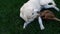 Abyssinian cat playing with labrador retriever dog on green grass, pet friends