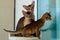 Abyssinian cat playing in the sun
