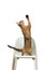 Abyssinian cat plays standing on its hind legs on a chair