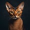 Abyssinian cat portrait