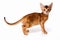 Abyssinian cat red kitten isolated on white