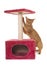 Abyssinian cat and scratching post