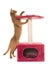 Abyssinian cat and scratching post