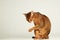 Abyssinian cat sit on table with white background lift one paw