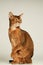 Abyssinian cat sit on table with white background lift one paw