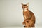 Abyssinian cat sit on table with white background lift one paw and close eye