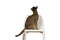 Abyssinian cat sits on a chair with his back