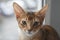 The Abyssinian cat sits, close up, wild color
