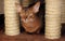 Abyssinian cat sitting near scratching post