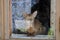 Abyssinian cat sitting in a window with a wooden frame