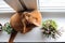 Abyssinian cat sitting on the windowsill with heather and succulents