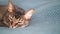Abyssinian cat sleeps and dreams. Comfort and relaxation - a pet in bed on a blue plaid