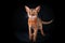 Abyssinian cat smirks, looking into the camera, studio portrait on black, space for text