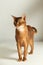 Abyssinian cat standing on table