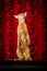 Abyssinian cat stands on hind legs, ready to perform stand-up