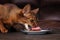 Abyssinian cat stealing meat from table, pet bad behavior