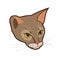 Abyssinian cat vector head isolated illustration. Close up portrait of blue abyssinian female cat`s head