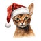 Abyssinian Cat Wearing a Santa Hat