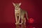 Abyssinian cat in white beads plays with a ball on a red background...