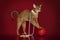 Abyssinian cat in white beads plays with a ball on a red background...