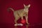 Abyssinian cat in white beads plays with a ball on a red background...