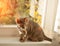 Abyssinian cat at window. Close up portrait of blue abyssinian female cat, sitting on windowsill