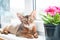 Abyssinian cat on the windowsill, looking